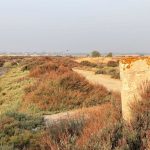 Costas informa favorablemente para recuperar la salina San Joaquín de Chiclana (Cádiz) como sumidero de carbono azul