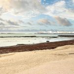 CSIC lanza una app móvil para registrar la presencia del alga invasora en las playas