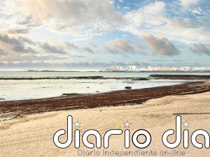 CSIC lanza una app móvil para registrar la presencia del alga invasora en las playas