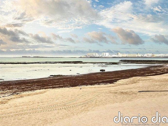 CSIC lanza una app móvil para registrar la presencia del alga invasora en las playas
