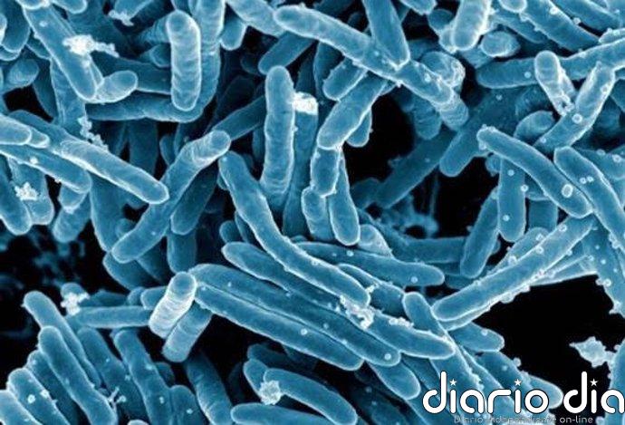 Descubren que un gen ya conocido de la tuberculosis se activa bajo estrés