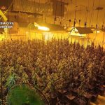 Desmantelan diez centros de producción de marihuana e intervienen 2.375 plantas en Cogollos Vega (Granada)