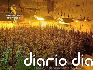 Desmantelan diez centros de producción de marihuana e intervienen 2.375 plantas en Cogollos Vega (Granada)
