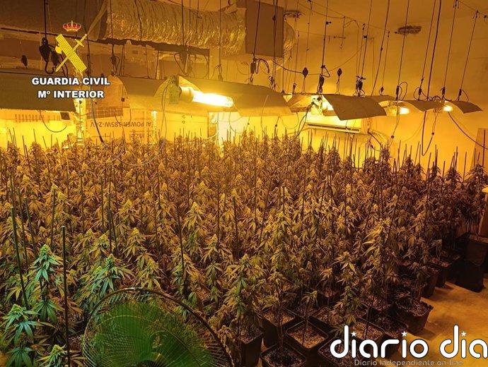Desmantelan diez centros de producción de marihuana e intervienen 2.375 plantas en Cogollos Vega (Granada)