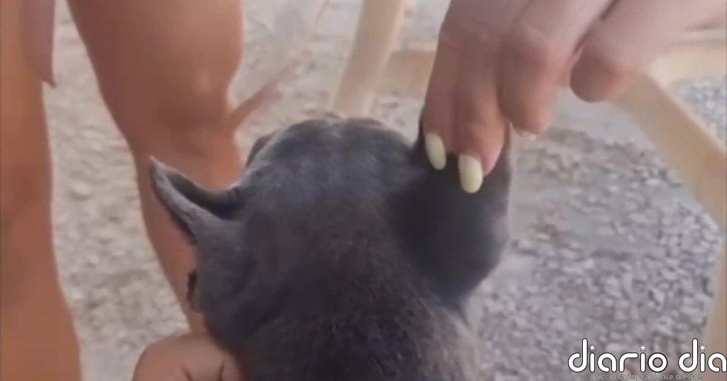 Detenidas 14 personas por comercializar perros con amputaciones ilegales de orejas y rabo