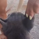 Detenidas 14 personas por comercializar perros con amputaciones ilegales de orejas y rabo