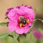 Doñana alberga casi un tercio de las especies de abejas conocidas en la península ibérica, según un estudio del CSIC