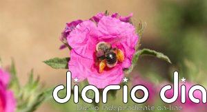 Doñana alberga casi un tercio de las especies de abejas conocidas en la península ibérica, según un estudio del CSIC