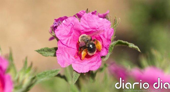 Doñana alberga casi un tercio de las especies de abejas conocidas en la península ibérica, según un estudio del CSIC