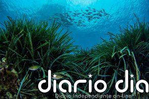 Dos algas invasoras ponen en riesgo el desarrollo de las praderas de posidonia en Baleares