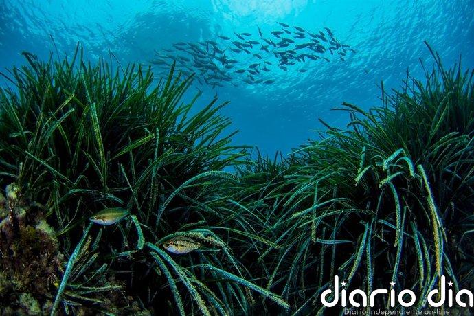 Dos algas invasoras ponen en riesgo el desarrollo de las praderas de posidonia en Baleares
