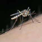 Dos nuevos casos de fiebre del Nilo Occidental en Sevilla elevan a 14 los contagios en Andalucía