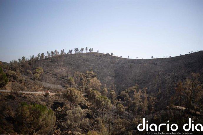 Ecologistas piden actuaciones de reparación a "la altura del desastre" trae el incendio de Niebla