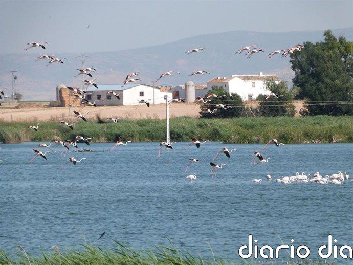 Ecologistas presenta un Recurso contra la autorización de fumigaciones en el ZEPA 'Área esteparia del este de Albacete'