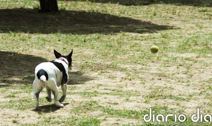 El Ayuntamiento cierra un parque canino e infantil en Sevilla Este tras detectar alimentos con elementos peligrosos