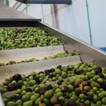 El Cabildo de Fuerteventura pone al servicio de los agricultores la almazara para elaborar aceite de oliva