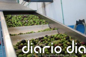 El Cabildo de Fuerteventura pone al servicio de los agricultores la almazara para elaborar aceite de oliva