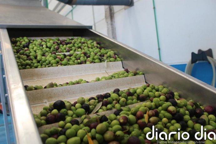 El Cabildo de Fuerteventura pone al servicio de los agricultores la almazara para elaborar aceite de oliva