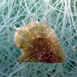 El CSIC detecta una ostra invasora de origen tropical en «expansión generalizada» por el Mediterráneo occidental