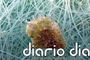 El CSIC detecta una ostra invasora de origen tropical en "expansión generalizada" por el Mediterráneo occidental