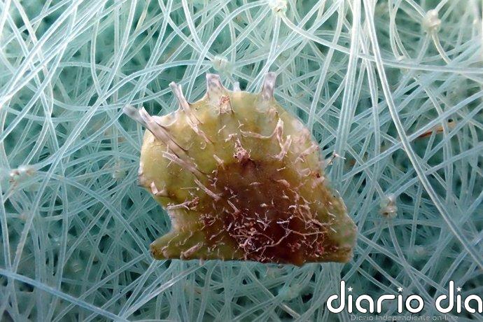 El CSIC detecta una ostra invasora de origen tropical en "expansión generalizada" por el Mediterráneo occidental