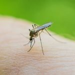 El ECDC señala que Europa debe mejorar sus herramientas de control de enfermedades transmitidas por mosquitos