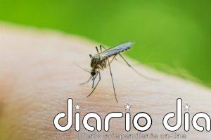 El ECDC señala que Europa debe mejorar sus herramientas de control de enfermedades transmitidas por mosquitos