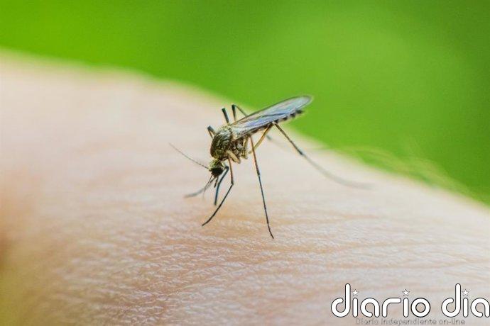 El ECDC señala que Europa debe mejorar sus herramientas de control de enfermedades transmitidas por mosquitos
