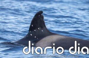 El Gobierno investiga la aparición de una orca ibérica en aguas de Gibraltar con posibles marcas de perdigones