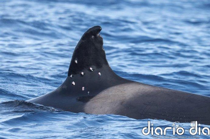 El Gobierno investiga la aparición de una orca ibérica en aguas de Gibraltar con posibles marcas de perdigones