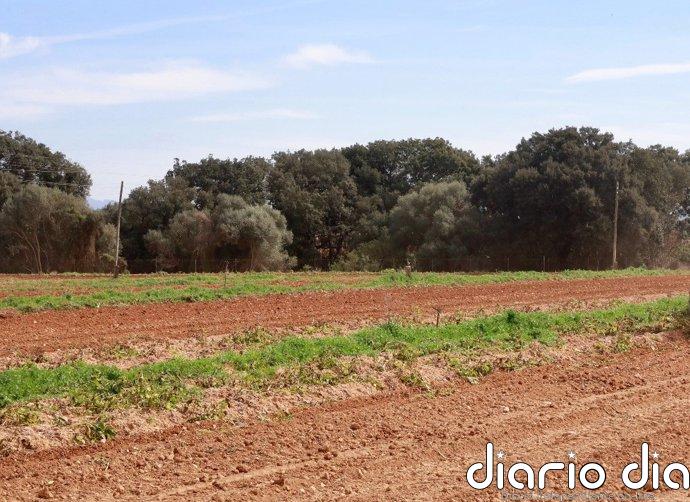 El Govern abre el plazo para que los productores de patata se incorporen al plan de rotación contra la 'Globodera'