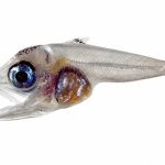 El IEO descubre nuevas claves sobre cómo sobreviven las larvas del atún rojo del sur en un océano cada vez más cálido