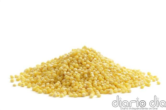El mijo biofortificado aporta el mismo beneficio en niños que el suplemento de hierro, pero sin sus efectos secundarios