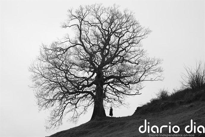 El Museo de la Naturaleza de Cantabria acoge este sábado la jornada 'Encuentros bajo el árbol'
