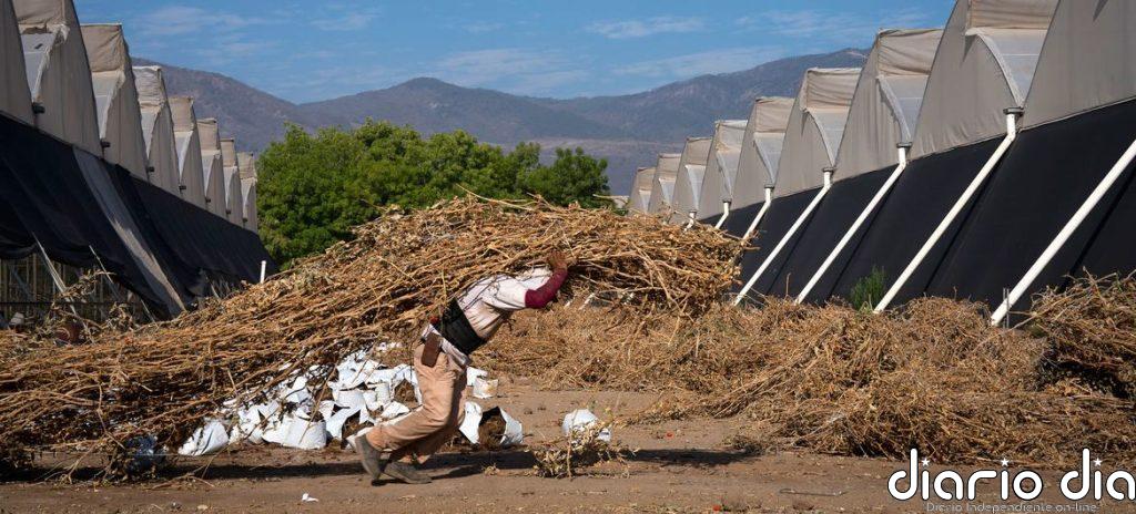 El Niño es una amenaza para los trabajadores en América Latina