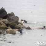 El número de muertos en la entrada masiva a Ceuta asciende a 67 personas