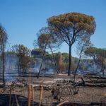 El Plan Infoca continúa las labores para controlar el incendio de Lucena del Puerto (Huelva), ya estabilizado