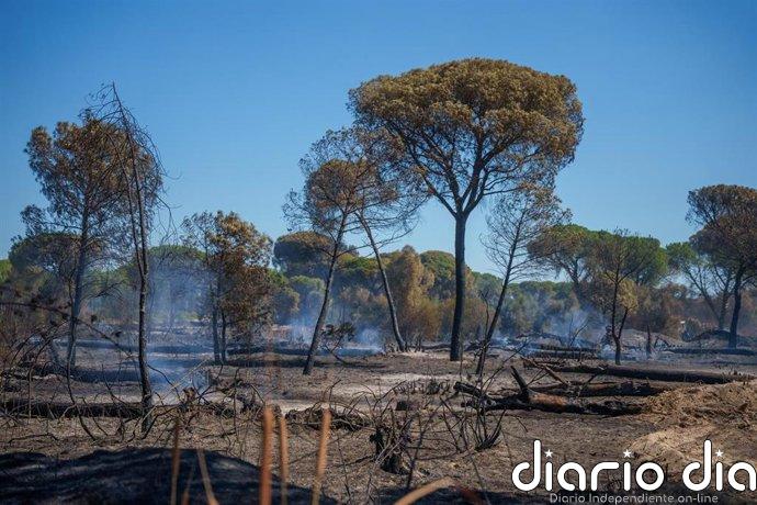 El Plan Infoca continúa las labores para controlar el incendio de Lucena del Puerto (Huelva), ya estabilizado
