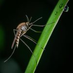 El SES confirma cuatro nuevos casos de fiebre del Nilo Occidental en Extremadura