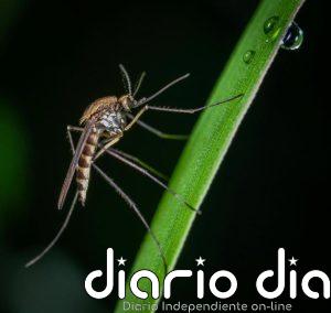 El SES confirma cuatro nuevos casos de fiebre del Nilo Occidental en Extremadura