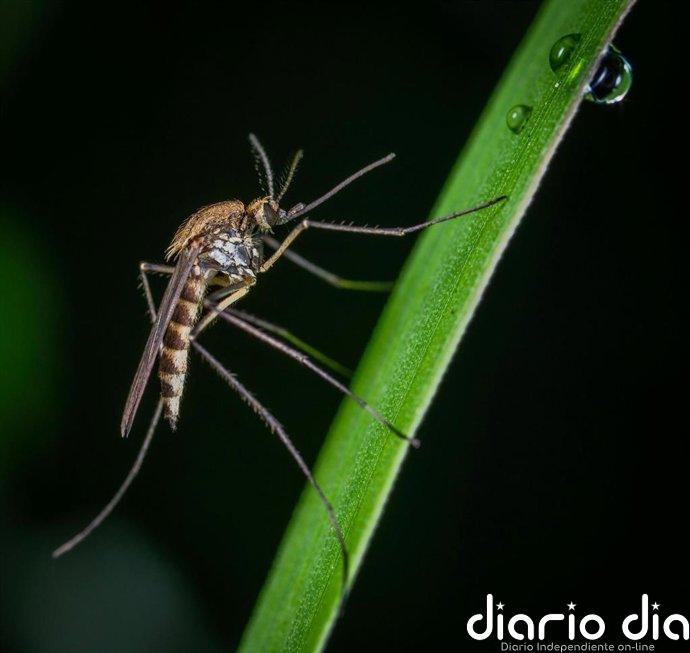El SES confirma cuatro nuevos casos de fiebre del Nilo Occidental en Extremadura