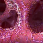 El sorprendente papel de los virus que destruyen bacterias: así liberan vitamina B12 en el intestino