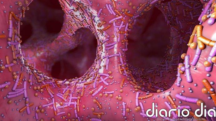 El sorprendente papel de los virus que destruyen bacterias: así liberan vitamina B12 en el intestino