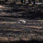 España registra 219.665 hectáreas quemadas hasta el 29 de julio, el 47,2% de toda la UE