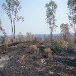 Evolución positiva del incendio de Niebla (Huelva) con "gran parte" de los flancos "sin frente activo"