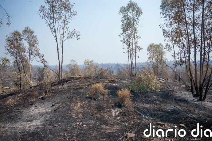Evolución positiva del incendio de Niebla (Huelva) con "gran parte" de los flancos "sin frente activo"