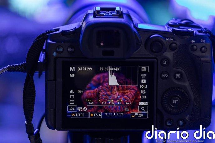 Fotografiar corales para salvar los océanos: el papel de la tecnología en su reproducción