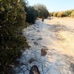 Fundación Dinópolis presenta este miércoles el rastro más largo de un saurópodo del Jurásico de España
