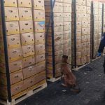 Incautadas en Guayaquil (Ecuador) 1,2 toneladas de cocaína impregnada en cajas de fruta con destino a España
