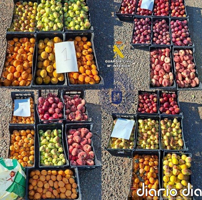 Investigadas cinco personas por la sustracción de 1.500 kilos de fruta en una explotación de Badajoz